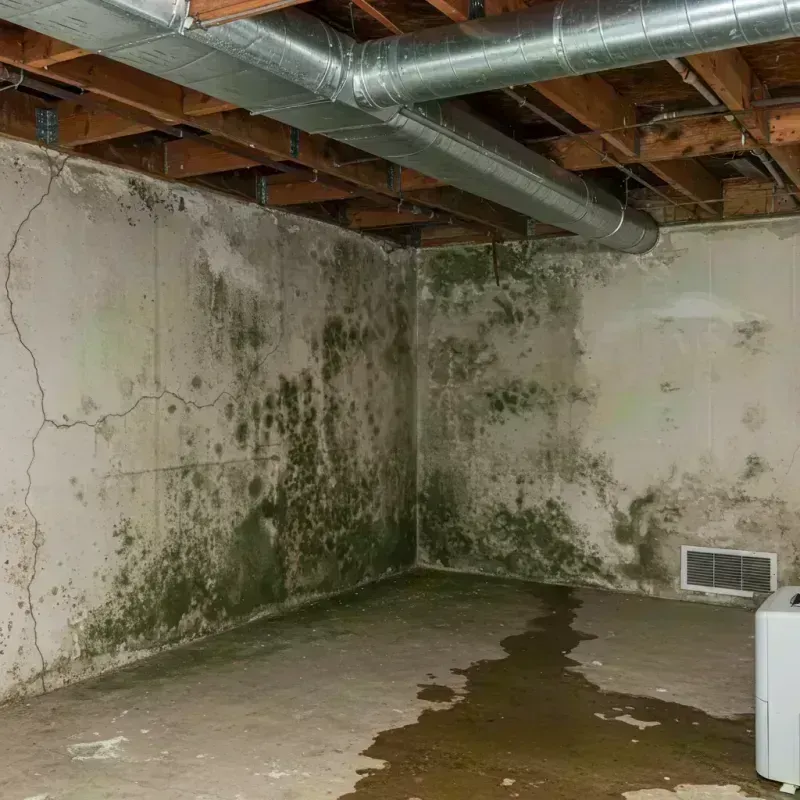 Professional Mold Removal in Silvis, IL